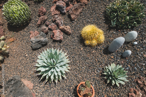 cactus garden with variuos cacti plants and succulents photo