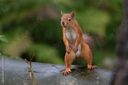 red squirrel, Sciurus vulgaris, close up portrait displaying facial expressions on forest floor staring towards camera in a Scottish pine forest during september.