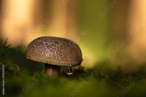Beautiful mushroom in atmospheric environment. Latin name xerocomus subtomentosus.