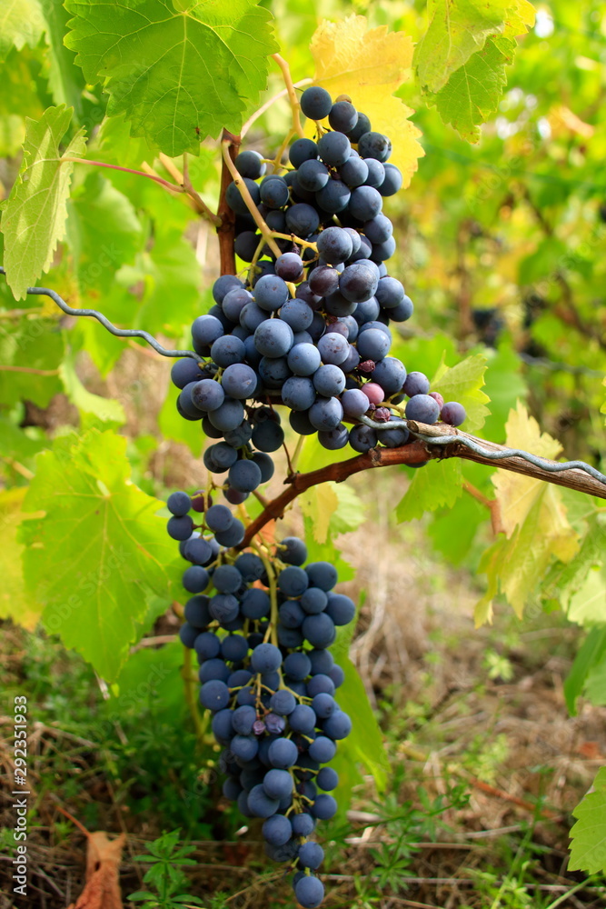 Rote Weintrauben im Herbst an einer Rebe