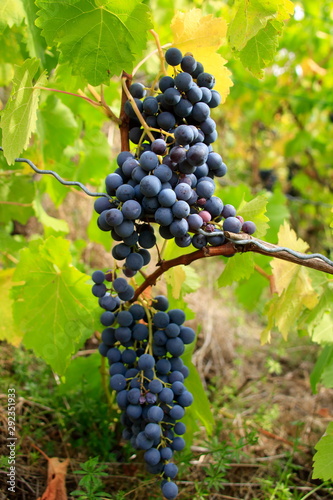 Rote Weintrauben im Herbst an einer Rebe