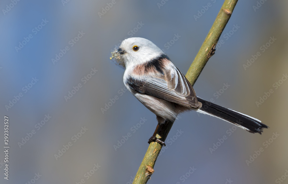 Naklejka premium Adult Long-tailed Tit posing on small stick with lichen material for nest building in spring