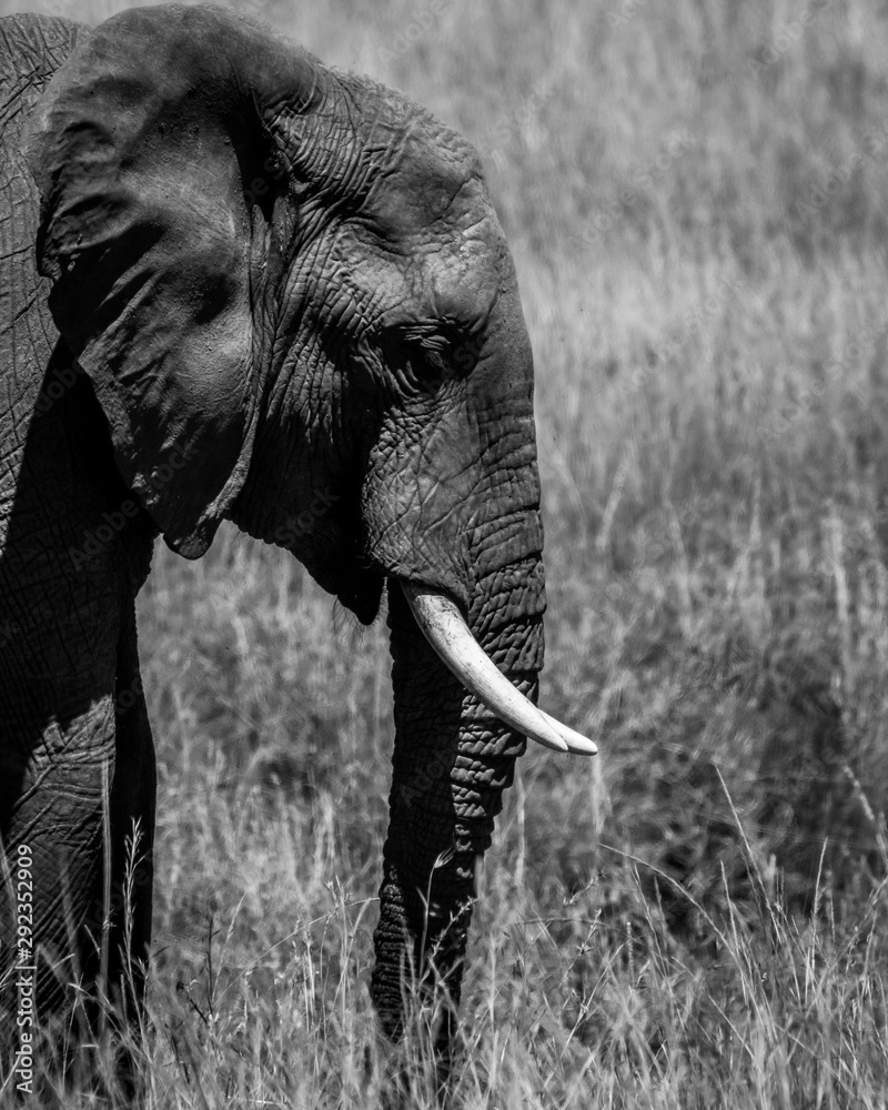 Naklejka premium elephant in the wild