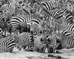 Fototapete Zebra Grosse Zebraherde in afrikanischer Wildnis  © Chuck