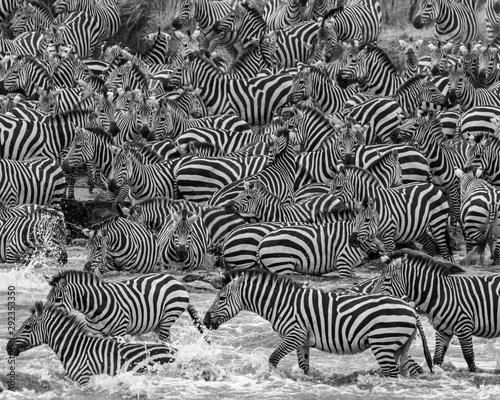 zebra herd