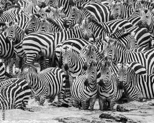 zebra herd photo