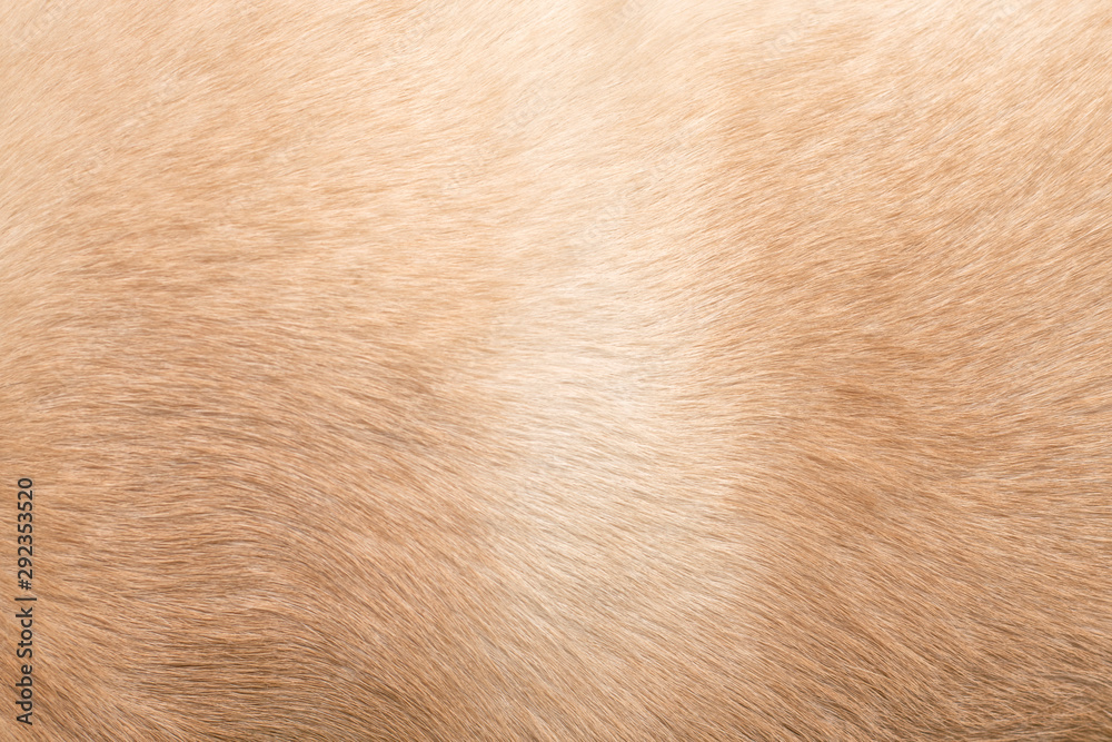 Fotografie Dog hair