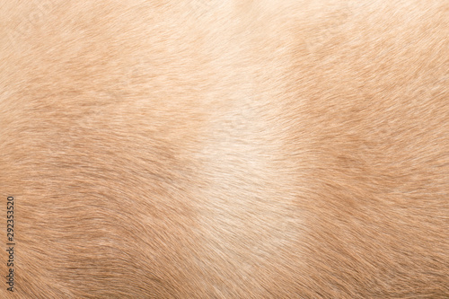 Dog hair. Background for themes on dog problems with hair, animal health.