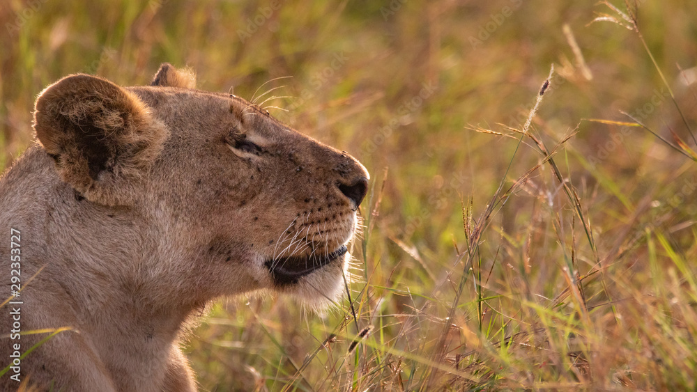 Fototapeta premium portrait of a lion