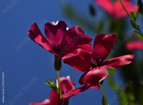 red Flax flower