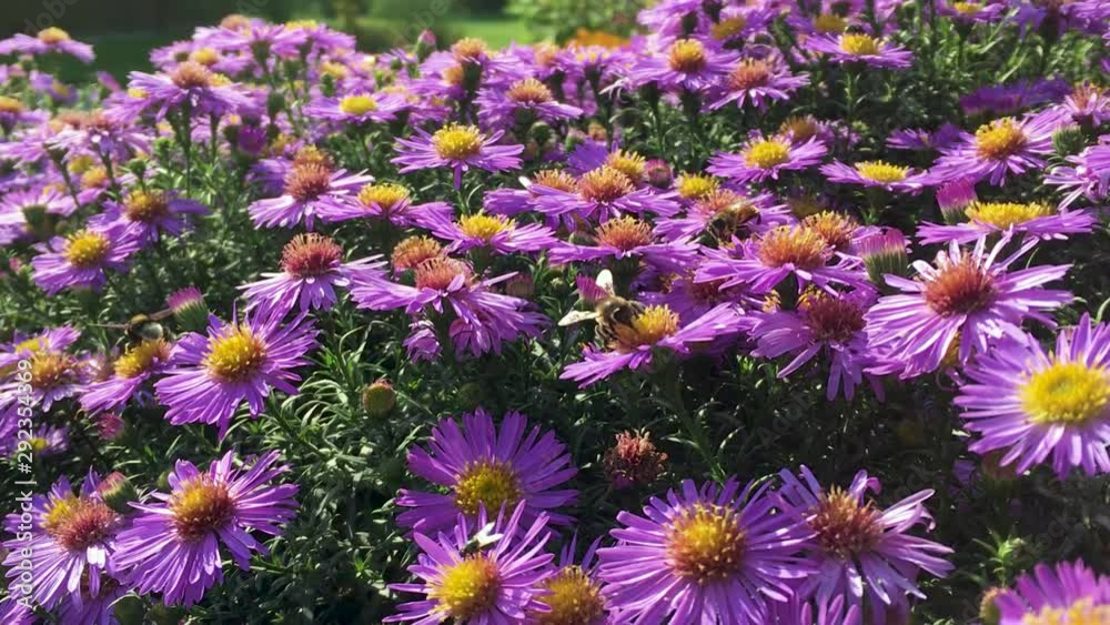 Colorful lilac aster alpinus flowers growing and blooming on a sunny late summer day, bees and butterflies flying around, hd video Colorful lilac aster alpinus flowers growing and blooming on a sunny late summer day, bees and butterflies flying around, hd video