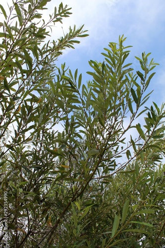 Growing along the banks of Ballona Freshwater Marsh in Playa Del Rey is a native plant, taxonomically ranked as Salix Lasiolepis, and casually named Arroyo Willow.