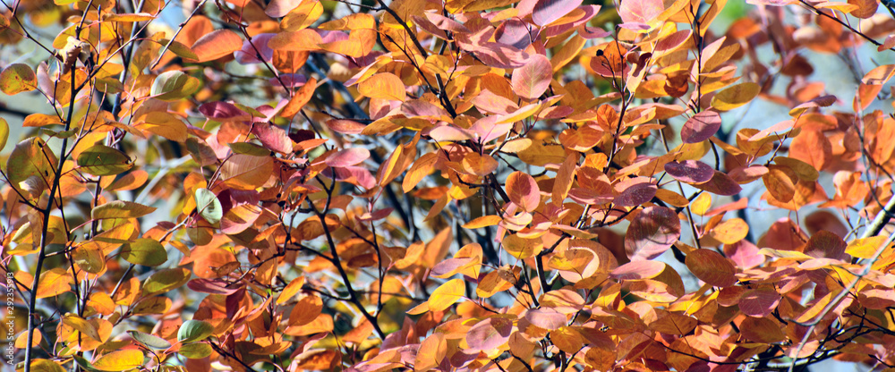 Red-yellow autumn leaves of hazel, lit by the sun. Concept - autumn, screensaver, wallpaper Red-yellow autumn leaves of hazel, lit by the sun. Concept - autumn, screensaver, wallpaper