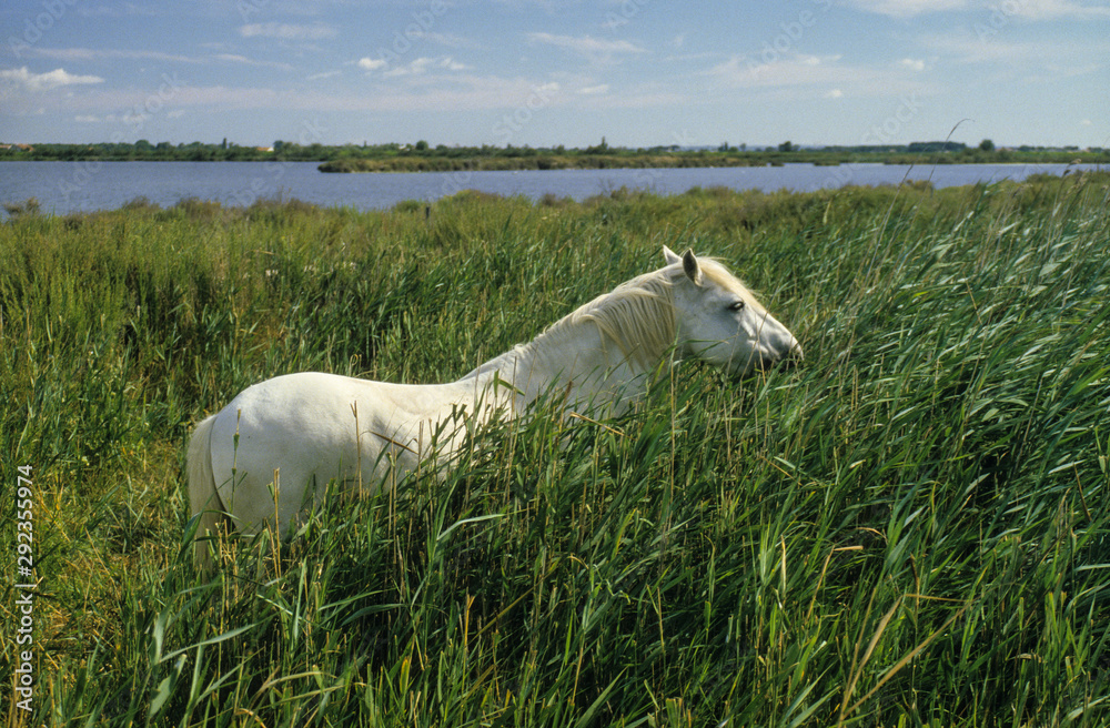 Cheval, race camarguais