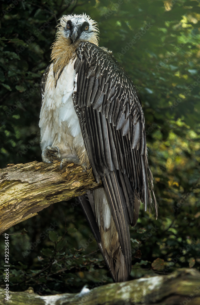 Fototapeta premium Gypaète barbu,.Gypaetus barbatus, Bearded Vulture