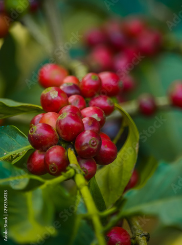 Wallpaper Mural Close Up of Coffee Cherries in Tree Torontodigital.ca