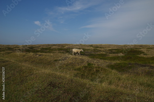 Schaf in Dünenlandschaft auf Sylt