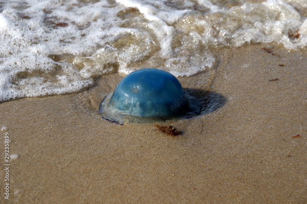 Blaue Qualle an der Nordseeküste Blaue Qualle an der Nordseeküste