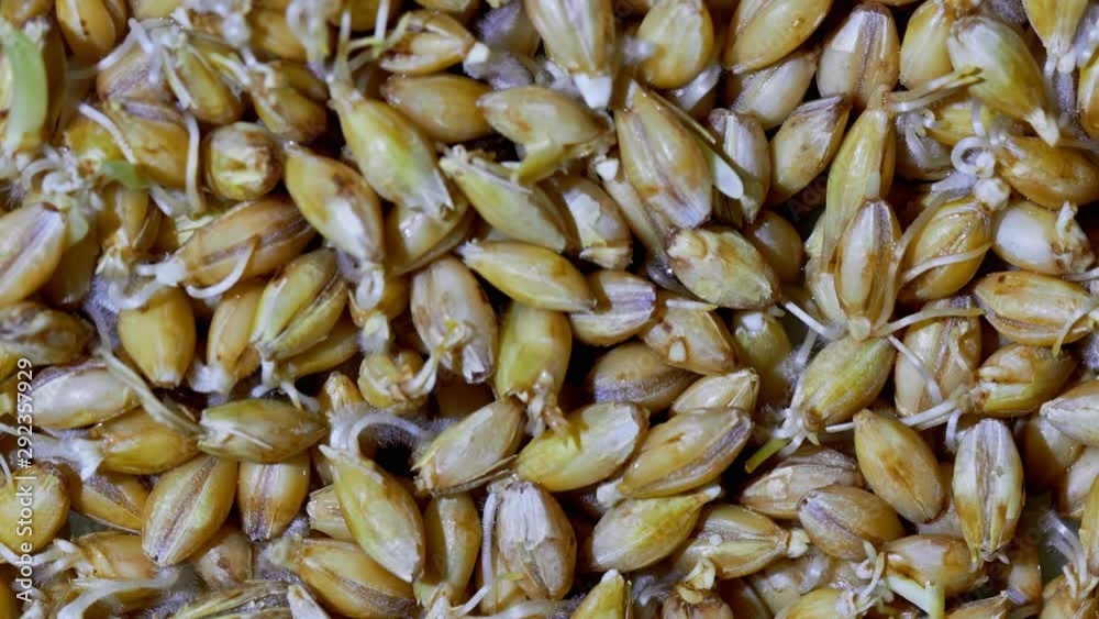 Organic grains of malted barley to prepare beer Organic grains of malted barley to prepare beer