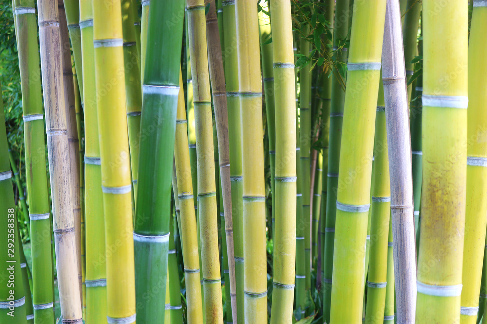 Fototapeta premium bamboo copse