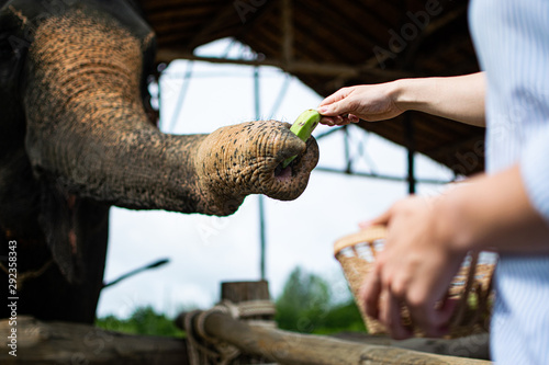 Photography Bananas for the elephants