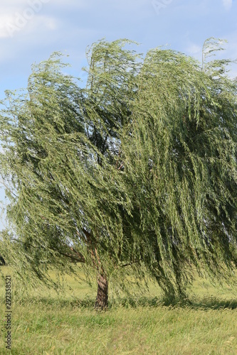 Weeping Willow Tree