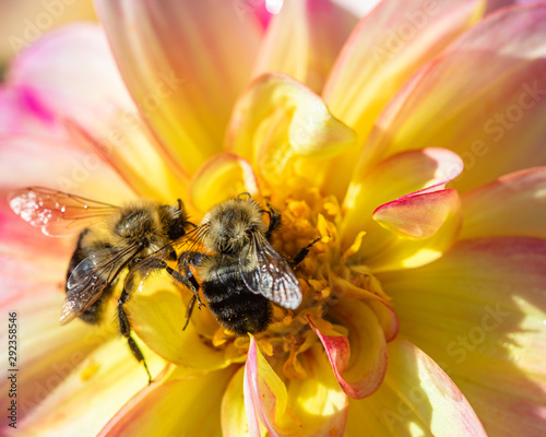 bee on flower