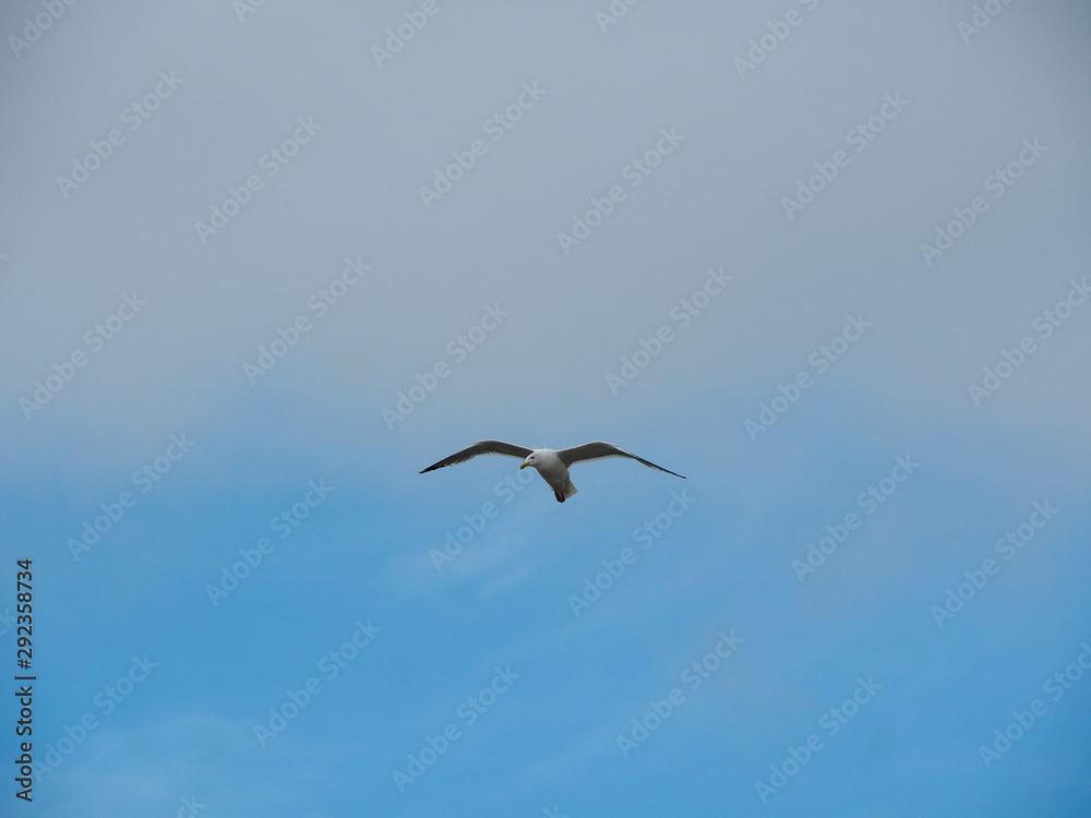 Seagull in flight on blue sky background Seagull in flight on blue sky background