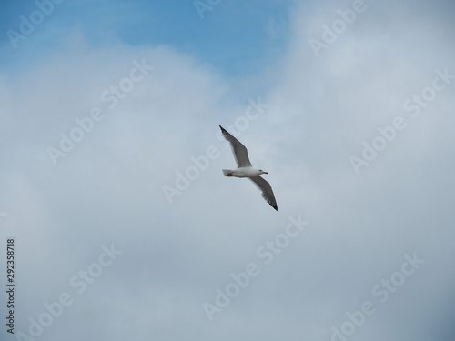 Seagull in flight on white clouds background