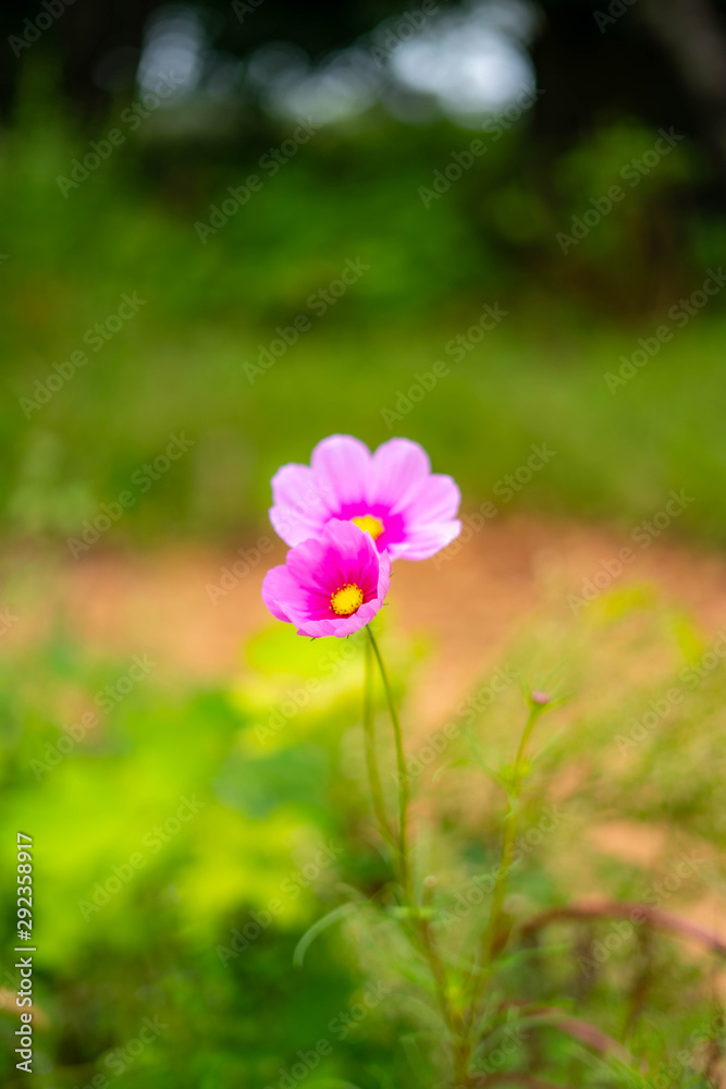 flower flower
