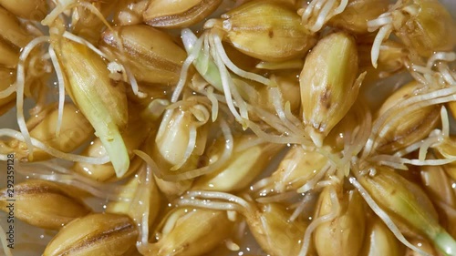 Organic grains of malted barley to prepare beer