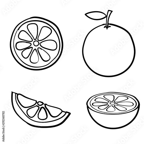 doodle orange fruit illustration collection vector
