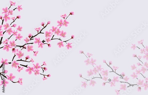 Background with blooming pink cherry or japanese sakura flowers vector illustration.