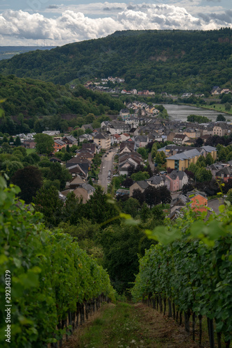 Oberbillig in Deutschland an der Mosel Wasserbillig Sommer Weinberg 