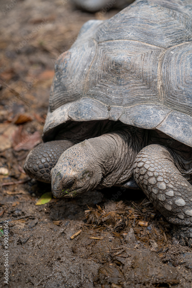 Fototapeta premium turtle in chiangmai zoo thailand