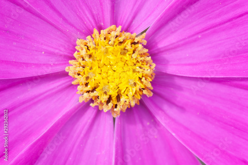 beautiful pink Cosmos bipinnatus flower