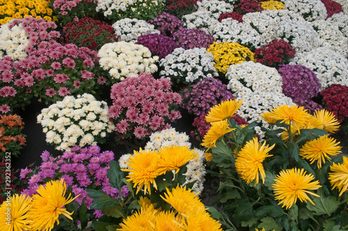 multi-colored chrysanthemums