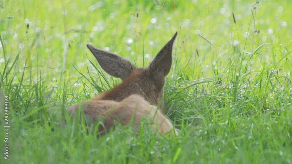 Fallow deer is lying in grass and chewing something. Dama dama, ruminant mammal, Fallow deer is lying in grass and chewing something. Dama dama, ruminant mammal,
