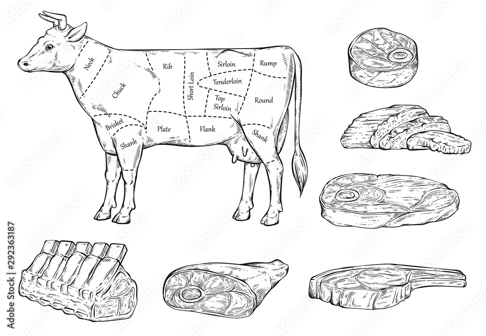 Meat cuts diagram for butcher shop line sketch vector illustration