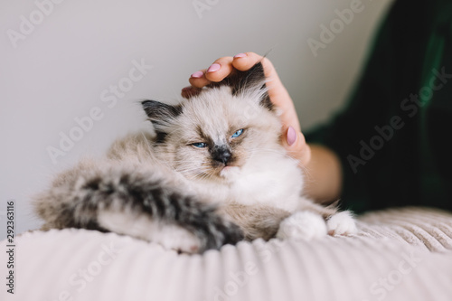 Young Ragdoll cat stroked by woman's hand. Friendship