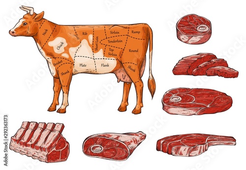 Set of beef meat and steaks, slices and a cow.