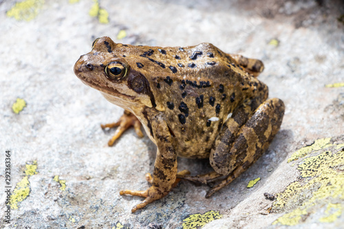 Photo Brown frog on a stone at the mountain.