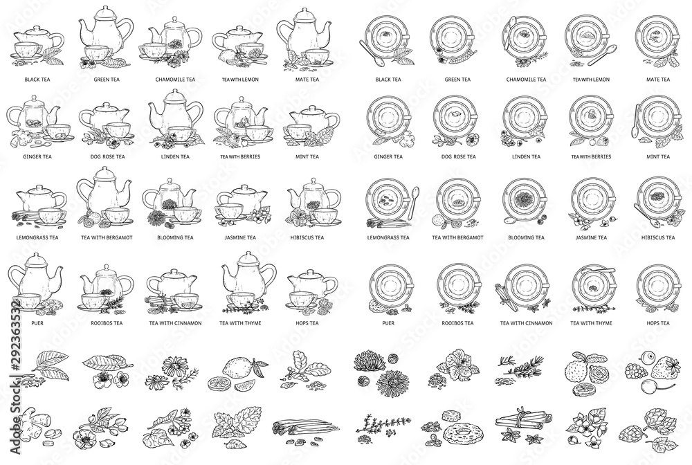 Black and white tea types drawing set - vector illustration