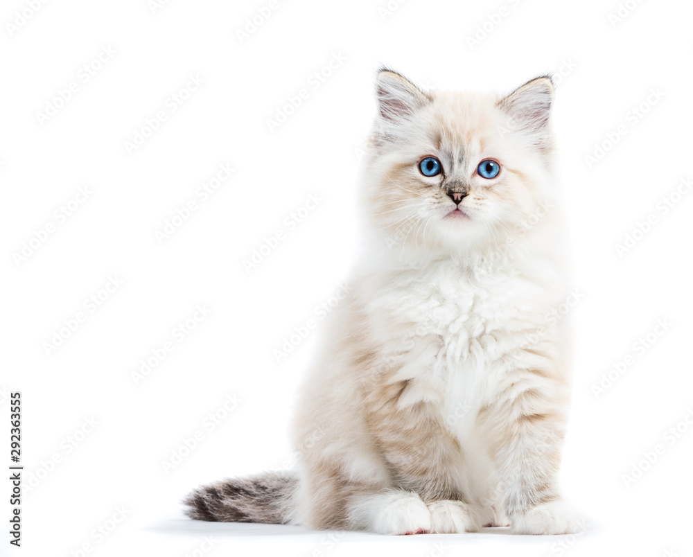 Ragdoll cat, small kitten portrait isolated on white background - obrazy, fototapety, plakaty 