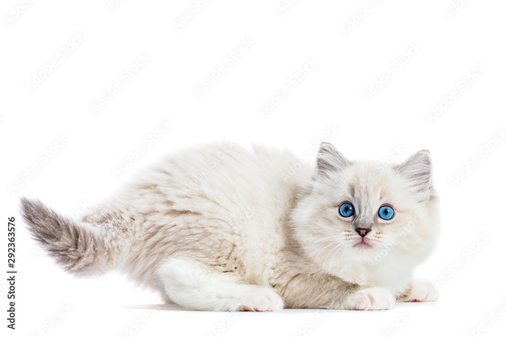Ragdoll cat, small funny kitten play isolated on white background