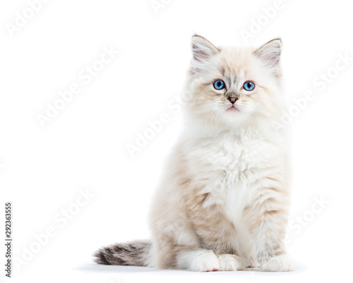 Ragdoll cat, small kitten portrait isolated on white background