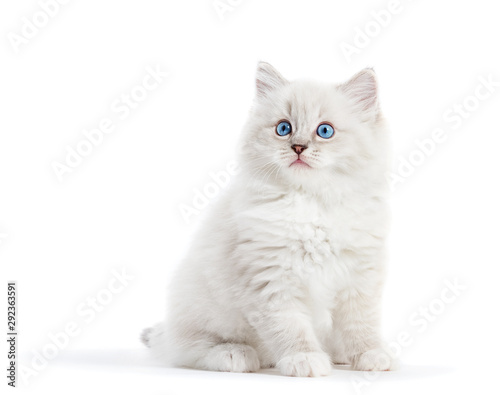 Ragdoll cat, small white kitten portrait isolated on white background
