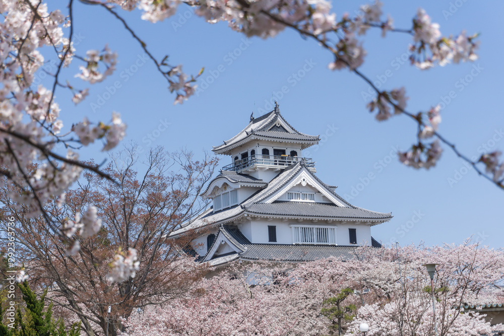 Nagahama castle with sakura blooming season Nagahama castle with sakura blooming season