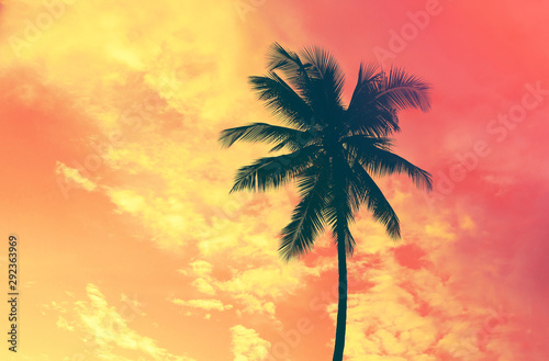 Dark silhouette of coconut palm tree against colorful sunset  sky on tropical island. Vacation and exotic travel concept background.