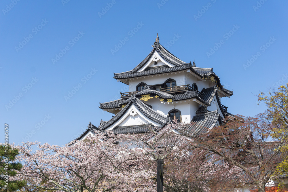 Hikone castle with sakura blooming season Hikone castle with sakura blooming season